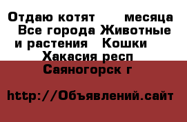 Отдаю котят. 1,5 месяца - Все города Животные и растения » Кошки   . Хакасия респ.,Саяногорск г.